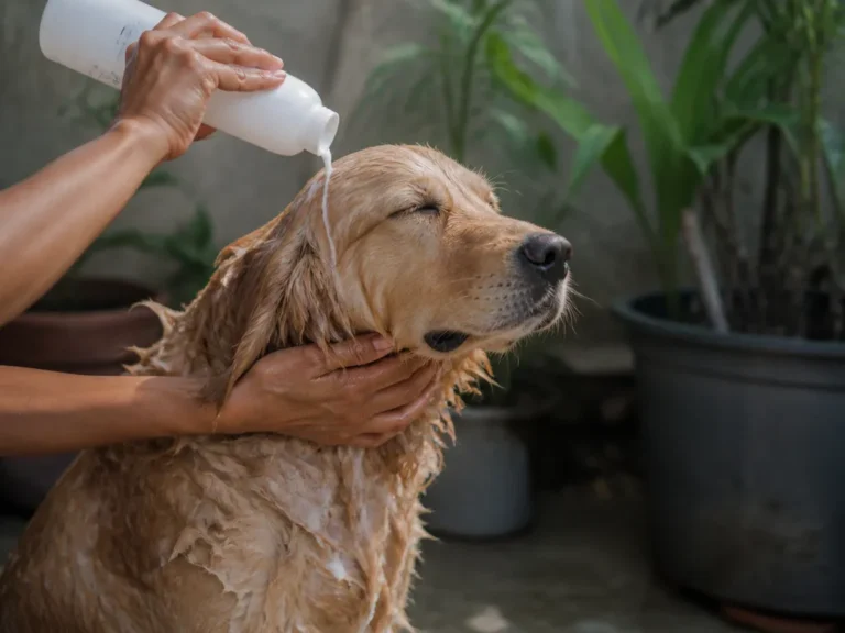 Can i use hair conditioner on my dog?