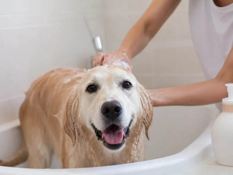 Can you put hair conditioner on a dog?