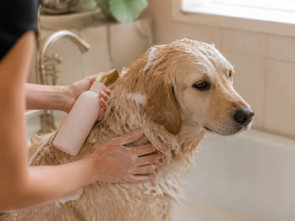 Mistakes That Irritate Canine Skin - Can i use my hair conditioner on my dog?