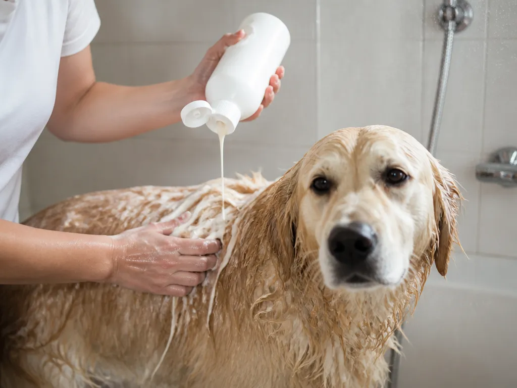 Why Human Conditioner Differs - Can you put hair conditioner on a dog?